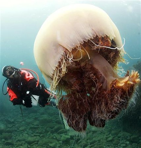 giant jellyfish statue